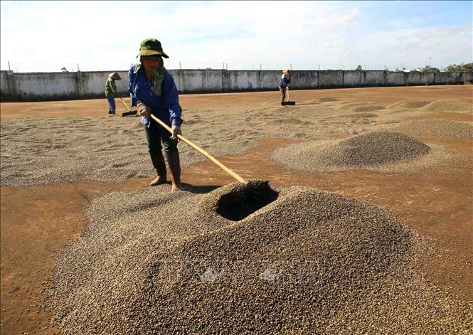 Trong ảnh: Tổng công ty 15-Binh đoàn 15 tích cực tham gia phát triển kinh tế - xã hội, trực tiếp quản lý, tổ chức trồng, khai thác, chế biến cao su, cà phê và một số loại cây nông – lâm nghiệp khác trên chiều dài hơn 220 km biên giới các tỉnh Tây Nguyên giáp với Lào và Campuchia, doanh thu hằng năm hơn 1.700 tỷ đồng, tạo việc làm ổn định cho hơn 18.000 lao động, trong đó gần 7.000 lao động là đồng bào dân tộc thiểu số. Ảnh: Vũ Sinh - TTXVN