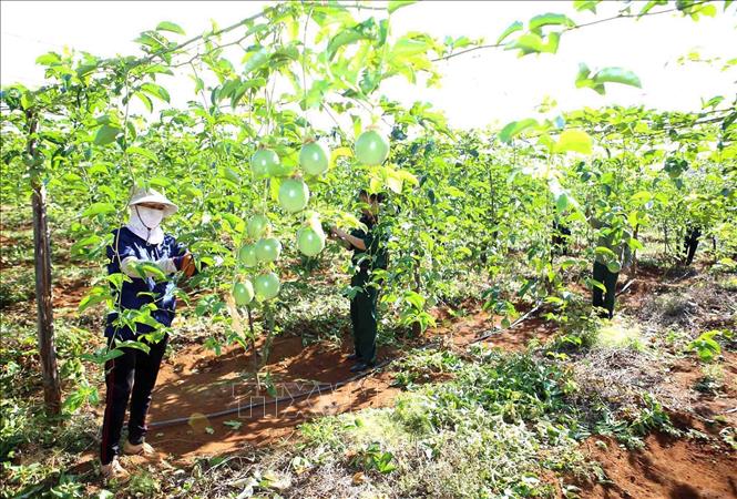 Trong ảnh: Tổng công ty 15-Binh đoàn 15 tích cực tham gia phát triển kinh tế - xã hội, trực tiếp quản lý, tổ chức trồng, khai thác, chế biến cao su, cà phê và một số loại cây nông – lâm nghiệp khác trên chiều dài hơn 220 km biên giới các tỉnh Tây Nguyên giáp với Lào và Campuchia, doanh thu hằng năm hơn 1.700 tỷ đồng, tạo việc làm ổn định cho hơn 18.000 lao động, trong đó gần 7.000 lao động là đồng bào dân tộc thiểu số. Ảnh: Vũ Sinh - TTXVN