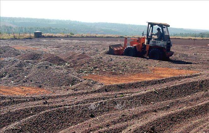Trong ảnh: Kết hợp chặt chẽ giữa làm kinh tế với bảo vệ an ninh-quốc phòng trên địa bàn Tây Nguyên, các đơn vị của Tổng công ty 15-Binh đoàn 15 đã trồng được trên 20 000 ha cây công nghiệp, tạo việc làm và thu nhập ổn định cho hàng ngàn lao động dân tộc thiểu số tại địa phương, góp phần thúc đẩy kinh tế phát triển và giữ vững an ninh chính trị, trật tự xã hội trên địa bàn. Ảnh: Sỹ Huynh –TTXVN