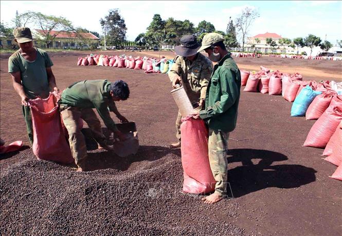 Trong ảnh: Tổng công ty 15-Binh đoàn 15 tích cực tham gia phát triển kinh tế - xã hội, trực tiếp quản lý, tổ chức trồng, khai thác, chế biến cao su, cà phê và một số loại cây nông – lâm nghiệp khác trên chiều dài hơn 220 km biên giới các tỉnh Tây Nguyên giáp với Lào và Campuchia, doanh thu hằng năm hơn 1.700 tỷ đồng, tạo việc làm ổn định cho hơn 18.000 lao động, trong đó gần 7.000 lao động là đồng bào dân tộc thiểu số. Ảnh: Vũ Sinh - TTXVN