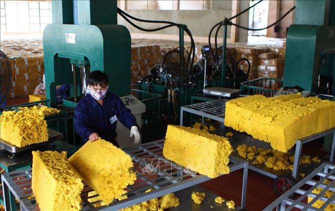 Trong ảnh: Công ty 74, thuộc Tổng công ty 15-Binh đoàn 15 quản lý hơn 6.600 hecta cây cao su, trong đó gần 5000 hecta đang cho khai thác, tạo việc làm và thu nhập ổn định cho gần 1.500 lao động là người dân tộc thiểu số trên địa bàn tỉnh Gia Lai. Sản phẩm mủ cao su khai thác và chế biến phục vụ nhu cầu trong nước và xuất khẩu. Ảnh: Dương Giang – TTXVN