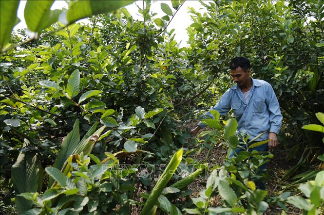 Trong ảnh: Cây ổi là một trong số những cây trồng mũi nhọn trong phát triển kinh tế của Kim Phú. Ảnh: Nam Sương - TTXVN