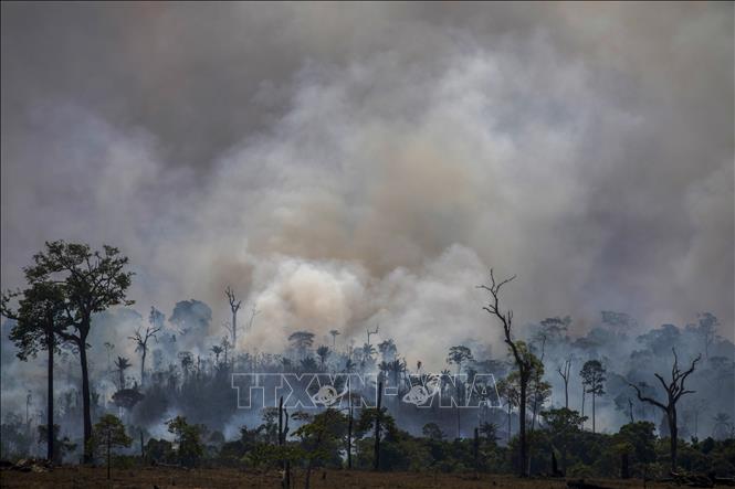Trong ảnh: Khu vực rừng Amazon bị phá hủy do hỏa hoạn ở Altamira, bang Para, Brazil ngày 27/8/2019. Ảnh: AFP/TTXVN