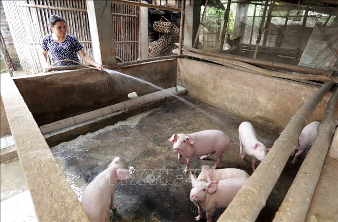 Trong ảnh: Gia đình bà Khá Thị Suối, dân tộc Thái ở xã Chiềng Châu, huyện Mai Châu vay vốn chương trình hộ nghèo đầu tư nuôi bò, lợn, gia đình có việc làm và thu nhập. Ảnh: Trần Việt - TTXVN