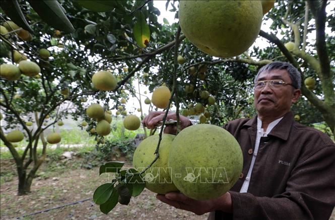 Trong ảnh: Gia đình ông Trần Văn Xuyên, ở thôn Tân Phong, xã Mãn Đức, huyện Tân Lạc vay vốn ưu đãi đầu tư cải tạo vườn trồng cây ăn quả, mỗi năm thu hơn 100 triệu đồng. Ảnh: Trần Việt - TTXVN