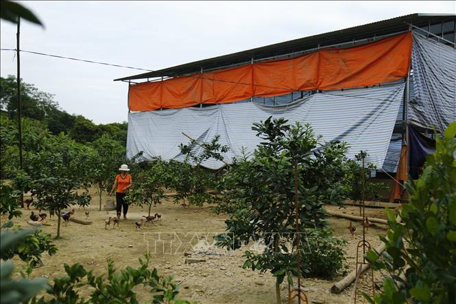 Trong ảnh: Chăn nuôi gia cầm kết hợp với trồng cây ăn quả. Ảnh: Nam Sương – TTXVN