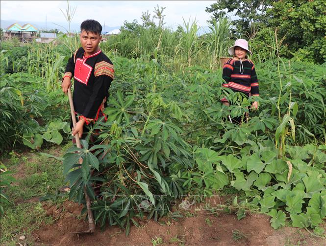 Trong ảnh: Anh Ksor T'lía, dân tộc Bahnar, 30 tuổi, dân tộc Jrai, sinh sống tại buôn Pan, xã Ia Rsai (Krông Pa, Gia Lai) trồng sắn. Ảnh: Hồng Điệp - TTXVN  
