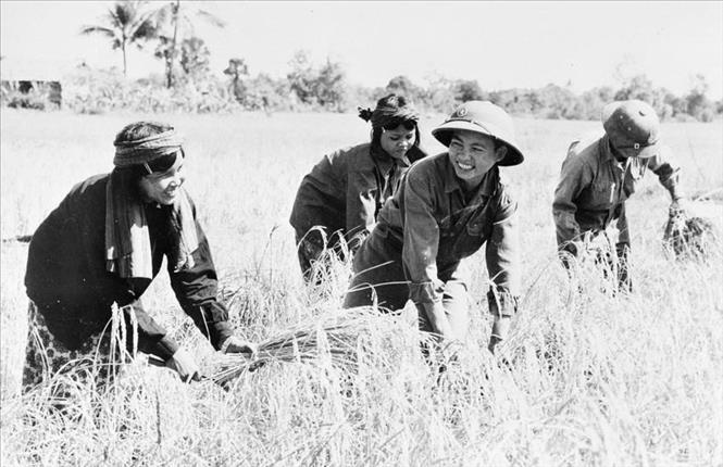 20. Quân đội ta không chỉ đoàn kết, chiến đấu vì nhân dân, dân tộc Việt Nam, mà còn đoàn kết chiến đấu vì nhân dân các dân tộc bị áp bức trên thế giới, nhất là nhân dân Lào và Campuchia, chống kẻ thù chung. Trong ảnh: Bộ đội Việt Nam giúp nhân dân Campuchia gặt lúa. Ảnh: TTXVN