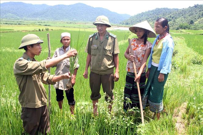 21. “Vì nhân dân mà chiến đấu” được thể hiện trong việc thực hiện tốt chức năng, nhiệm vụ đội quân lao động sản xuất, góp phần nâng cao đời sống vật chất, tinh thần của các tầng lớp nhân dân. Trong ảnh: Bộ đội Biên phòng Hà Tĩnh hướng dẫn đồng bào Chứt kỹ thuật cấy lúa nước. Ảnh: Hà Thái - TTXVN