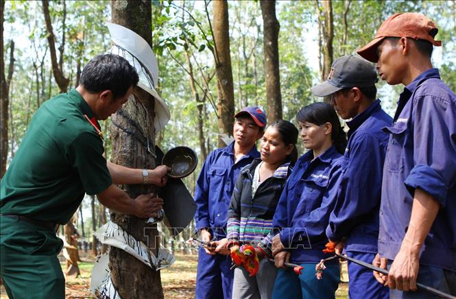 21. “Vì nhân dân mà chiến đấu” được thể hiện trong việc thực hiện tốt chức năng, nhiệm vụ đội quân lao động sản xuất, góp phần nâng cao đời sống vật chất, tinh thần của các tầng lớp nhân dân. Trong ảnh: Công ty 74, thuộc Binh đoàn 15 tạo việc làm và thu nhập ổn định cho gần 1.500 lao động là người dân tộc thiểu số trên địa bàn tỉnh Gia Lai. Ảnh: Dương Giang – TTXVN