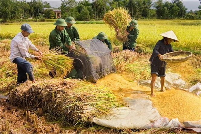 21. Quân đội không chỉ chiến đấu bảo vệ nhân dân, mà còn phải quan tâm giúp đỡ nhân dân trong lao động sản xuất, phát triển kinh tế, xóa đói giảm nghèo. Trong ảnh: Bộ đội giúp dân thu hoạch lúa ở Đà Nẵng. Ảnh: TTXVN phát