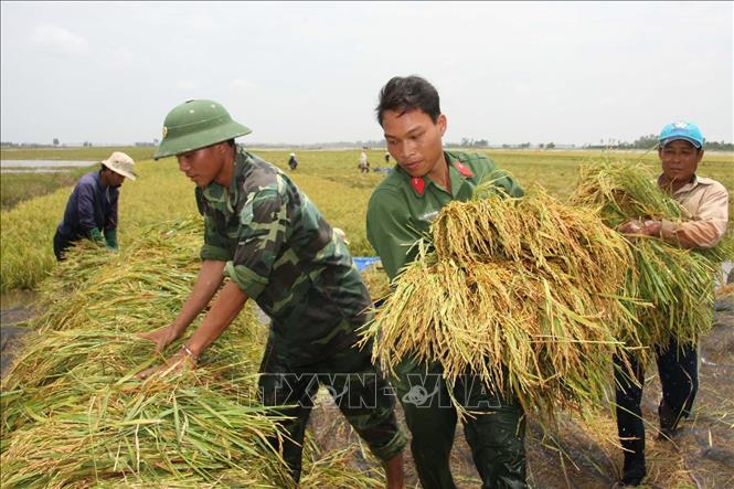 23. Thông qua việc thực hiện chức năng, nhiệm vụ đội quân chiến đấu, công tác và lao động sản xuất, QĐND không chỉ chiến đấu bảo vệ nhân dân, mà còn phải quan tâm giúp đỡ nhân dân trong lao động sản xuất, phát triển kinh tế, xóa đói giảm nghèo. Trong ảnh: Cán bộ và chiến sĩ  huyện đội Tân Hưng (Long An) giúp dân xã Vĩnh Châu B gặt lúa chạy lũ. Ảnh: Tràng Dương - TTXVN