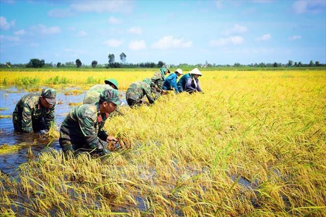 Bộ đội tỉnh Long An tham gia giúp dân gặp lúa chạy lũ tại huyện biên giới Tân Hưng. Ảnh: TTXVN phát