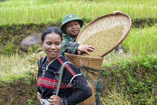 25. Thông qua quá trình thực hiện chức năng, nhiệm vụ đội quân công tác vận động quần chúng, đội quân lao động sản xuất mà cán bộ, chiến sĩ thường xuyên chăm lo xây dựng, bồi dưỡng sức dân, tạo nên sức mạnh chiến đấu của quân đội, góp phần nâng cao đời sống vật chất, tinh thần của các tầng lớp nhân dân. Trong ảnh: Chiến sĩ Đồn biên phòng A Xan giúp nhân dân huyện biên giới miền núi Tây Giang, tỉnh Quảng Nam thu hoạch lúa. Ảnh: Anh Tuấn – TTXVN