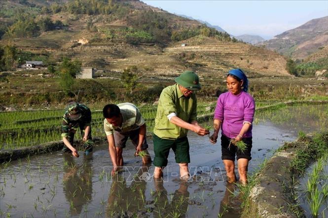 Bộ đội Biên phòng và chiến sỹ Đoàn Kinh tế quốc phòng 356 giúp dân trồng lúa nước tại bản Hoang Thèn, xã Vàng Ma Chải, huyện Phong Thổ, tỉnh Lai Châu. Ảnh: Quý Trung – TTXVN