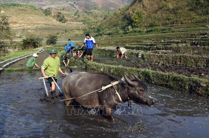 Bộ đội Biên phòng và chiến sỹ Đoàn Kinh tế quốc phòng 356 giúp dân trồng lúa nước tại bản Hoang Thèn, xã Vàng Ma Chải, huyện Phong Thổ, tỉnh Lai Châu. Ảnh: Quý Trung – TTXVN