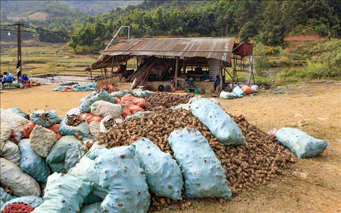 Trong ảnh: Bãi tập kết củ dong riềng tại một cơ sở chế biến ở xã Nà Tấu, huyện Điện Biên. Ảnh: Xuân Tư - TTXVN
