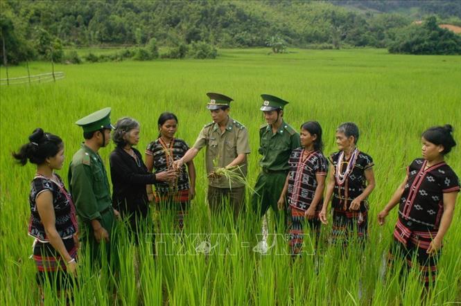 Quân đội tham gia các chương trình phát triển kinh tế - xã hội hướng về vùng sâu, vùng xa, vùng căn cứ kháng chiến, nơi khó khăn, phức tạp, giúp cơ sở giữ vững an ninh chính trị, trật tự an toàn xã hội, giảm nghèo. Trong ảnh: Bộ đội Đồn Biên phòng 645 hướng dẫn đồng bào dân tộc xã A Nông, huyện Tây Giang, tỉnh Quảng Nam chăm sóc lúa, phòng trừ sâu bệnh. Ảnh: Vũ Công Điền - TTXVN