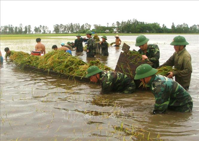 Cán bộ, chiến sĩ luôn kề vai sát cánh cùng nhân dân khắc phục hậu quả thiên tai, lũ lụt. Trong ảnh: Lực lượng vũ trang cùng nông dân thu hoạch lúa chạy lũ tại huyện Tân Hưng, tỉnh Long An. Ảnh: Phương Vy - TTXVN