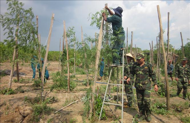 Bộ đội luôn kề vai sát cánh cùng nhân dân khắc phục hậu quả thiên tai, lũ lụt. Trong ảnh: Lực lượng quân đội tỉnh Bình Phước giúp dân dựng lại trụ tiêu bị ngã đổ do thiên tai. Ảnh: K GỬIH -TTXVN
