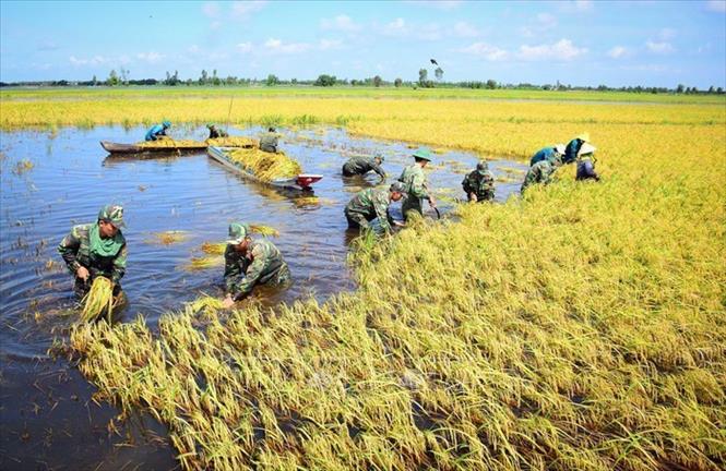 Cán bộ, chiến sĩ luôn kề vai sát cánh cùng nhân dân khắc phục hậu quả thiên tai, lũ lụt. Trong ảnh: Bộ đội tỉnh Long An tham gia giúp dân gặp lúa chạy lũ tại huyện biên giới Tân Hưng. Ảnh: TTXVN phát
