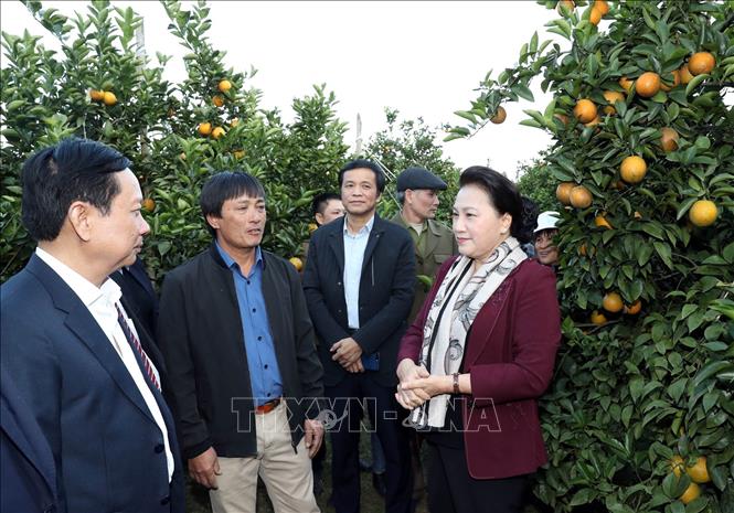 Photo: NA Chairwoman Nguyen Thi Kim Ngan visits the citrus plantation in Tay Phong commune, Cao Phong district. VNA Photo: Trọng Đức
