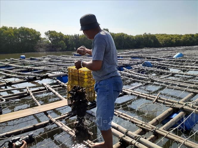 Trong ảnh: Giá thể nuôi hàu bằng chính vỏ hàu bè nuôi của ông Nguyễn Văn Nhất, phường 12, thành phố Vũng Tàu, tỉnh Bà Rịa-Vũng Tàu. Ảnh: Hoàng Nhị - TTXVN