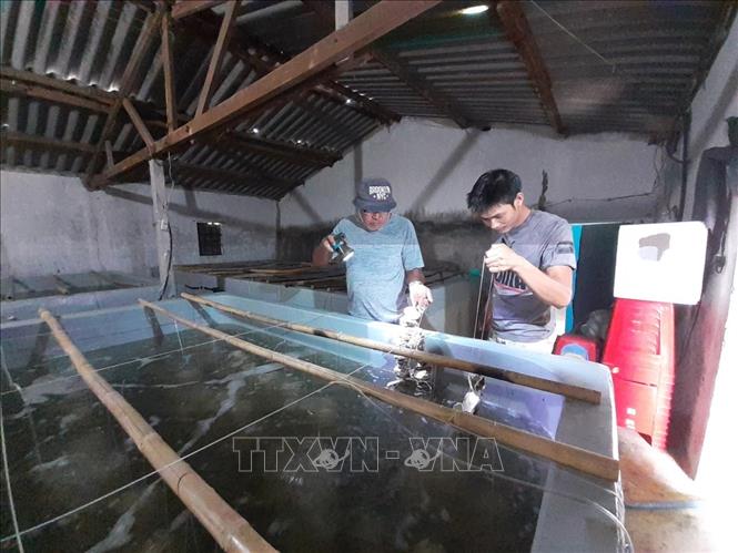 Trong ảnh: Giá thể nuôi hàu bằng chính vỏ hàu tại bể ươm giống của ông Nguyễn Văn Nhất, phường 12, thành phố Vũng Tàu, tỉnh Bà Rịa-Vũng Tàu. Ảnh: Hoàng Nhị - TTXVN