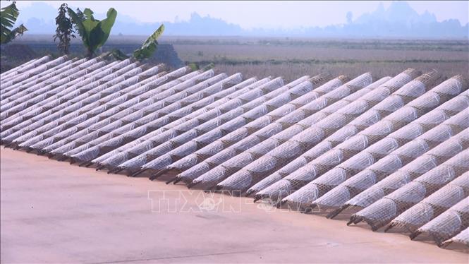 Trong ảnh: Sau đó được đem ra phơi nắng, phơi gió tự nhiên cho khô. Ảnh: Khiếu Tư - TTXVN

