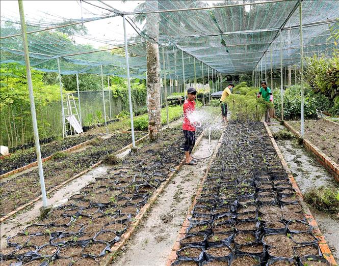 Trong ảnh: Công nhân chăm sóc cây dược liệu trong vườn thực nghiệm của Công ty. Ảnh: Vũ Sinh - TTXVN