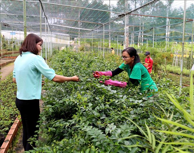 Trong ảnh: Công nhân chăm sóc cây dược liệu trong vườn thực nghiệm của Công ty. Ảnh: Vũ Sinh - TTXVN