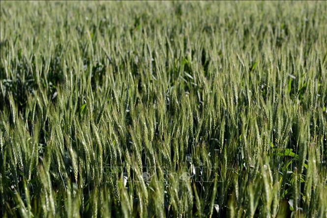 Trong ảnh: Một cánh đồng lúa mì ở Ramallo, Buenos Aires, Argentina. Ảnh: AFP/TTXVN