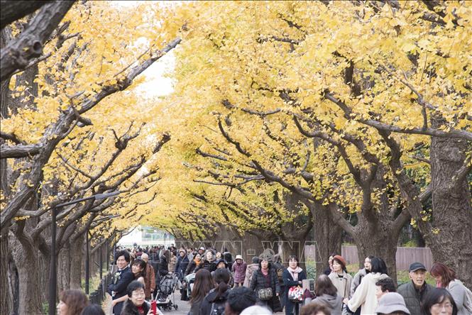 Những hàng cây bạch quả tại khu Aoyama, quận Shibuya, thủ đô Tokyo là điểm đến quen thuộc của người dân Nhật Bản và du khách.  Ảnh: Thành Hữu -TTXVN tại Nhật Bản