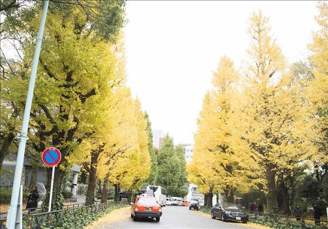 Hàng cây bạch quả trước cổng đền Minh Trị, Tokyo, Nhật Bản bắt đầu chuyển dần sang màu vàng. Ảnh: Thành Hữu/TTXVN tại Nhật Bản