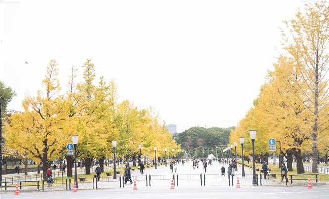 Hàng bạch quả gần ga Tokyo lá đã chuyển gần hết sang màu vàng. Ảnh: Thành Hữu/TTXVN tại Nhật Bản