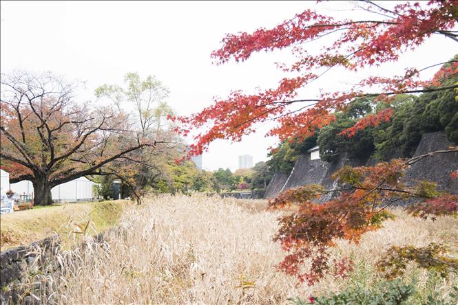 Lá phong đỏ và những cây lau đã chuyển màu trong Hoàng cung tại Thủ đô Tokyo, Nhật Bản.   Ảnh: Thành Hữu/TTXVN tại Nhật Bản.