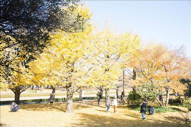 Một góc hàng cây bạch quả tại công viên quốc gia Showa Kinen, thủ đô Tokyo, Nhật Bản. Ảnh: Thành Hữu -TTXVN tại Nhật Bản