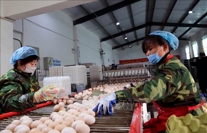 Trong ảnh: Công nhân làm việc tại nhà máy ở tỉnh Hà Bắc, Trung Quốc, ngày 27/11/2019. Ảnh: THX/ TTXVN