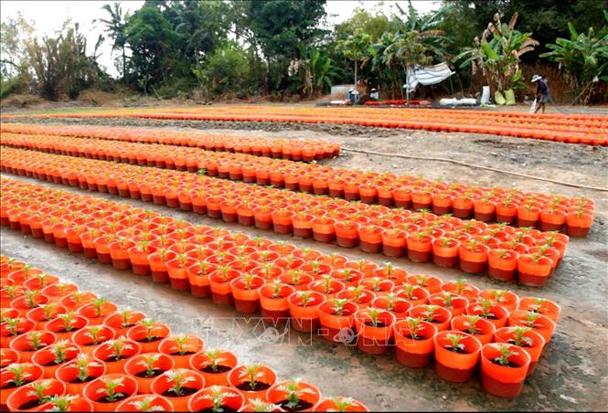 Trong ảnh: Làng hoa kiểng An Khương vào vụ. Ảnh: Hồng Đạt - TTXVN
