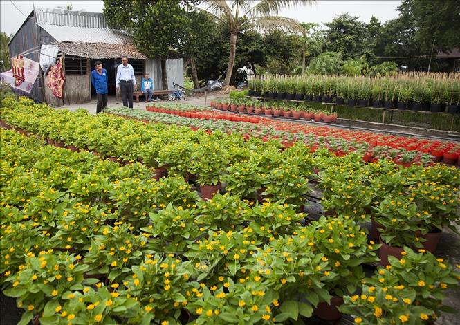 Trong ảnh: Làng hoa kiểng An Khương vào vụ. Ảnh: Hồng Đạt - TTXVN
