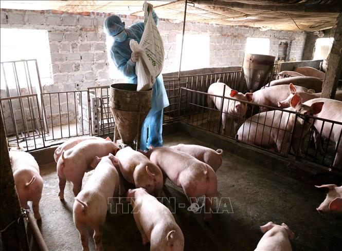 Trong ảnh: Chăm sóc đàn lợn thương phẩm của Hợp tác xã chăn nuôi nông nghiệp Đức Thắng. Ảnh: Vũ Sinh - TTXVN