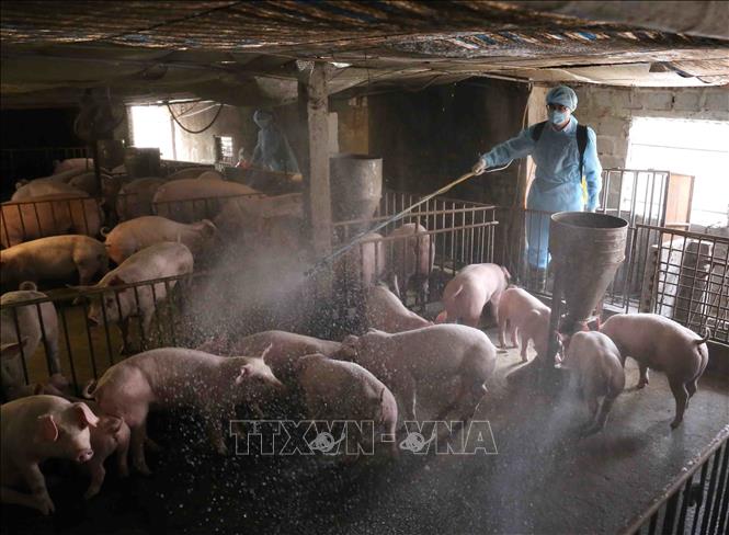 Trong ảnh: Nhân viên Thú y phun thuốc tiêu độc khử trùng khu vực chăn nuôi tại Hợp tác xã chăn nuôi nông nghiệp Đức Thắng. Ảnh: Vũ Sinh - TTXVN