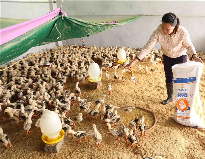 Trong ảnh: Trang trại chăn nuôi gà thịt của gia đình chị Hà Xuân Mai, xã Lương Bằng, huyện Kim Động. Ảnh: Vũ Sinh - TTXVN