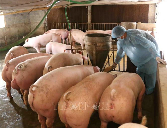 Trong ảnh: Hợp tác xã chăn nuôi nông nghiệp Đức Thắng (HTX), xã Đức Thắng, huyện Tiên Lữ là mô hình chăn nuôi điểm của tỉnh Hưng Yên về chuỗi thịt lợn sản xuất theo tiêu chuẩn VietGap; dự kiến dịp Tết Canh Tý, HTX cung cấp cho thị trường khoảng hơn 100 tấn thịt lợn đảm bảo tiêu chuẩn. Ảnh: Vũ Sinh - TTXVN