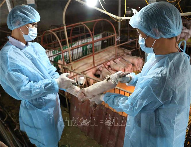 Trong ảnh: Nhân viên Thú y tiêm thuốc phòng bệnh cho đàn lợn giống của Hợp tác xã chăn nuôi nông nghiệp Đức Thắng. Ảnh: Vũ Sinh - TTXVN