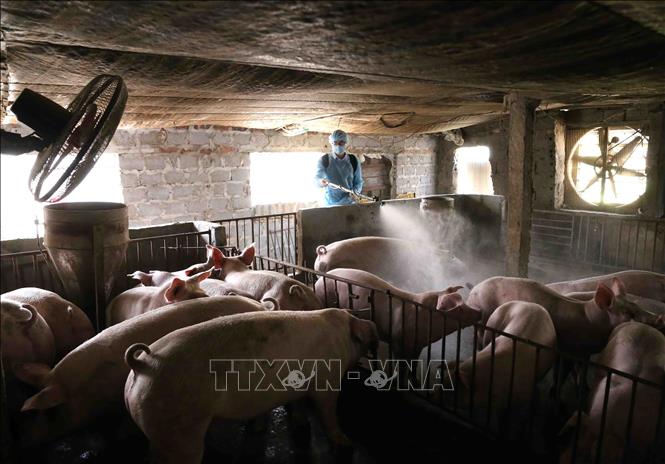 Trong ảnh: Nhân viên Thú y phun thuốc tiêu độc khử trùng khu vực chăn nuôi tại Hợp tác xã chăn nuôi nông nghiệp Đức Thắng. Ảnh: Vũ Sinh - TTXVN