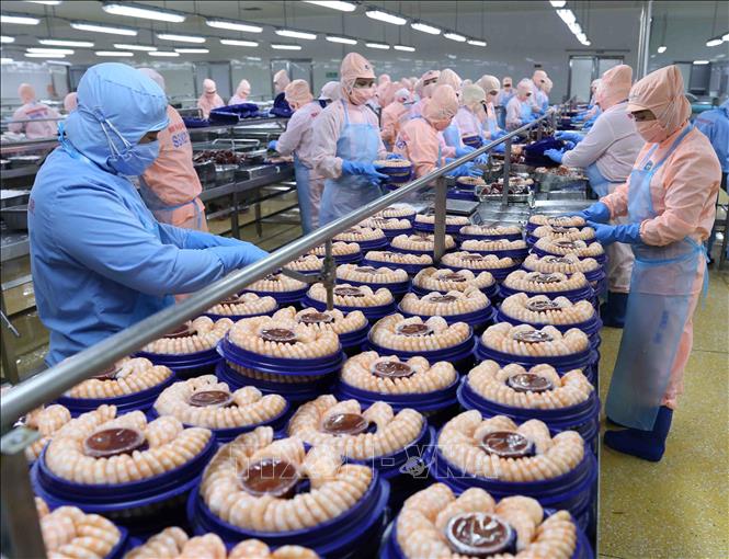 Trong ảnh: Chế biến tôm xuất khẩu tại nhà máy của Tập đoàn Minh Phu Seafood Corp tại Khu công nghiệp Nam Sông Hậu (Hậu Giang). Ảnh: Vũ Sinh - TTXVN