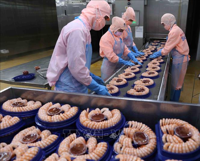 Trong ảnh: Cấp đông sản phẩm tôm xuất khẩu tại nhà máy của Tập đoàn Minh Phu Seafood Corp tại Khu công nghiệp Nam Sông Hậu (Hậu Giang). Ảnh: Vũ Sinh - TTXVN 