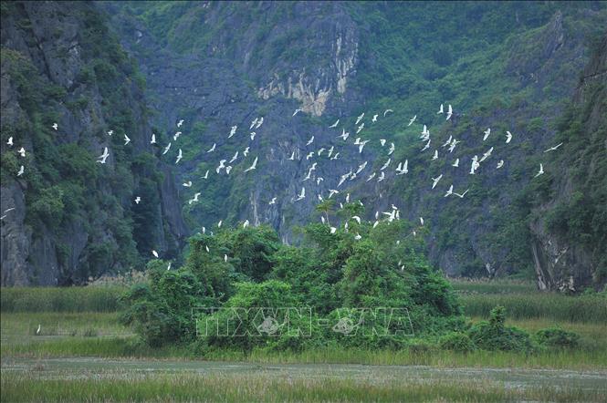 Hàng nghìn, hàng vạn con cò bay lượn trên Đầm Vân Long. Ảnh: Minh Đức - TTXVN