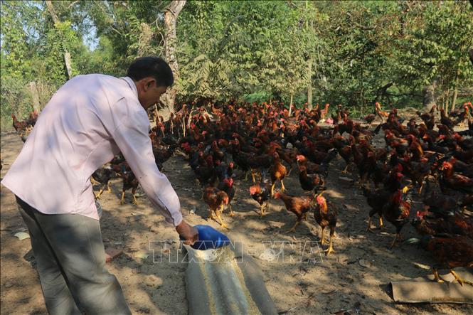 Trong ảnh: Anh Phạm Phước Cương, ấp Bàu Chiên, xã Tân Lâm, huyện Xuyên Mộc chăm sóc đàn gà 1.500 chuẩn bị bán Tết của gia đình. Năm nay giá gà tăng cao nên anh rất vui mừng, phấn khởi. Ảnh: Hoàng Nhị - TTXVN